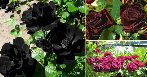 10 black roses|10 types of black roses.